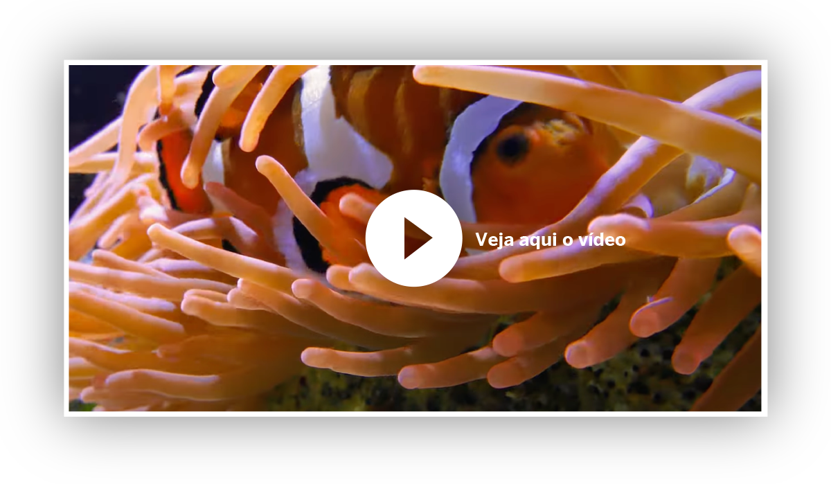 Veja aqui o vídeo